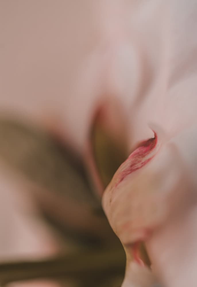 Soft Pink Petal Curve by Courtney Crane — canvas wall art