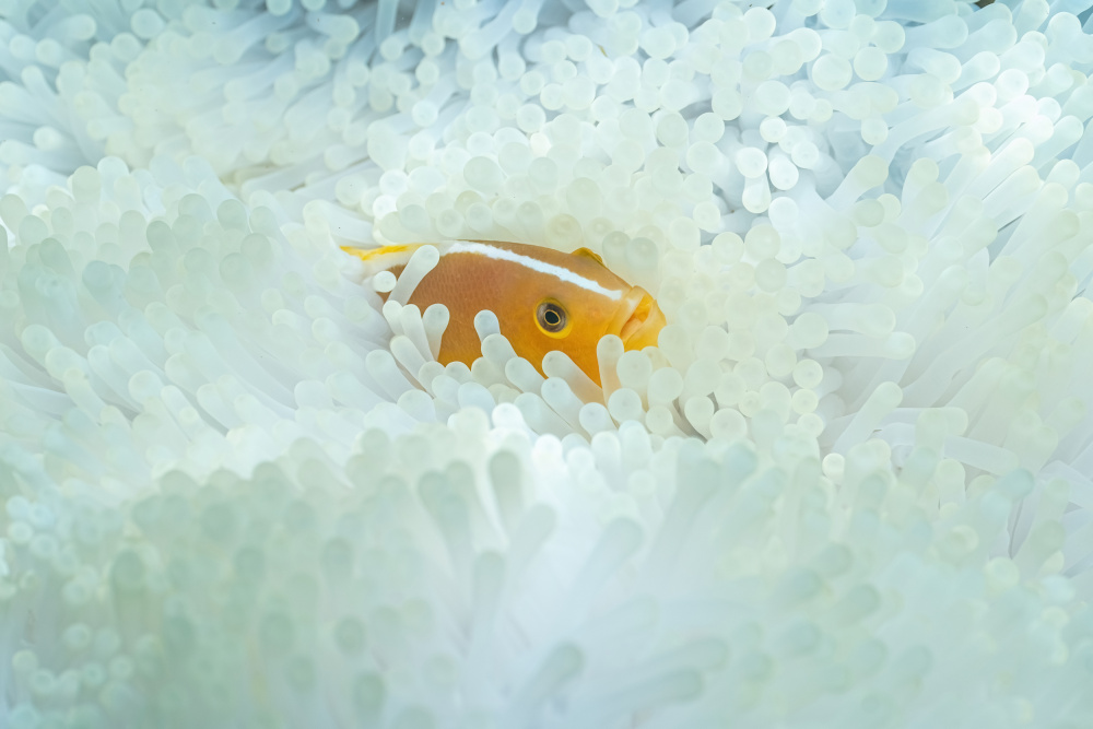 Gentle Anemone Home by Serge Melesan — canvas wall art