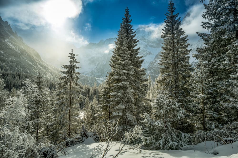 Sunlit Winter Mountain Forest by Slawomir Kowalczyk AFRP  FIAP  IAAP — canvas wall art