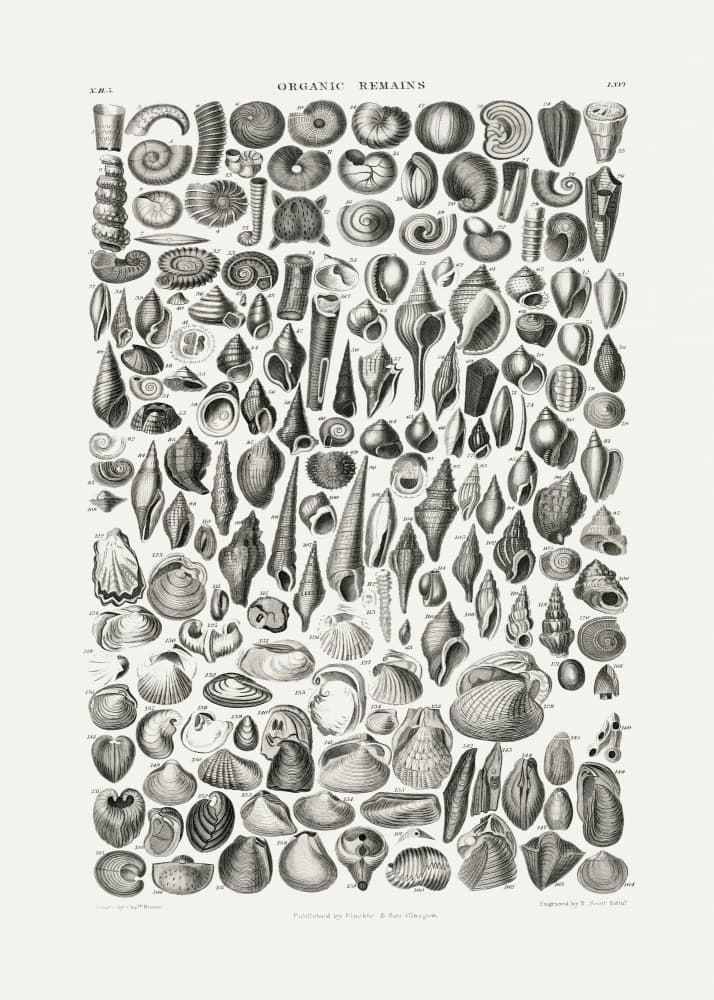 Sealife II by Old Artists — canvas wall art