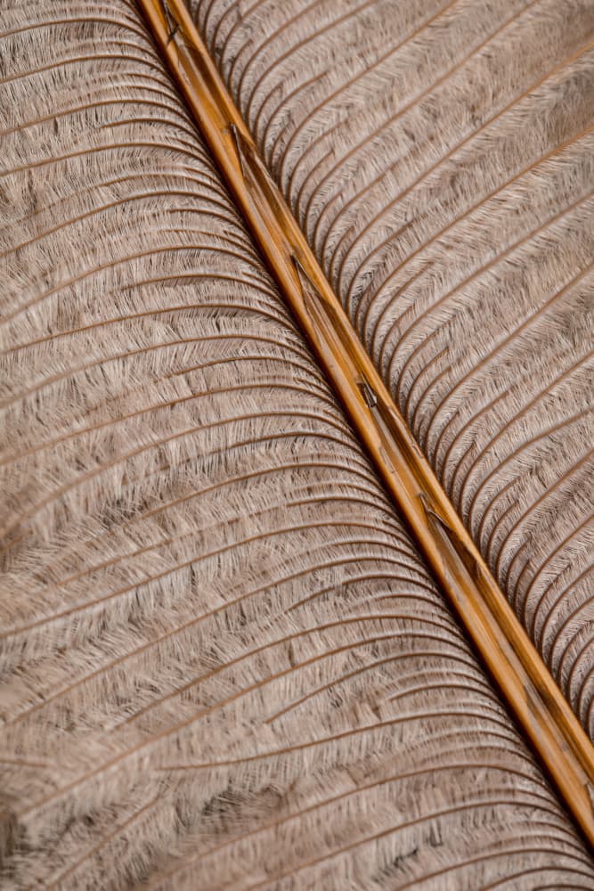 Delicate Feather Texture by Old Artists Studio III — canvas wall art