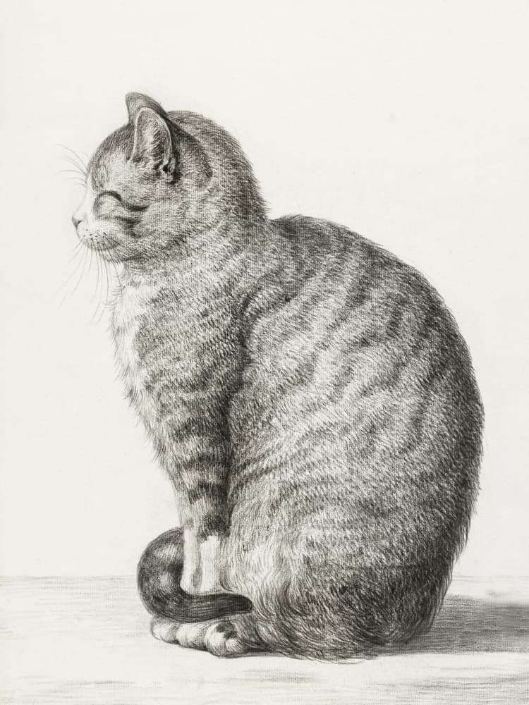 Sitting Cat (1815) by Jean Bernard — canvas wall art
