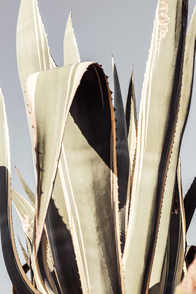 Desert Agave Plant by Old Artists Studio III — canvas wall art