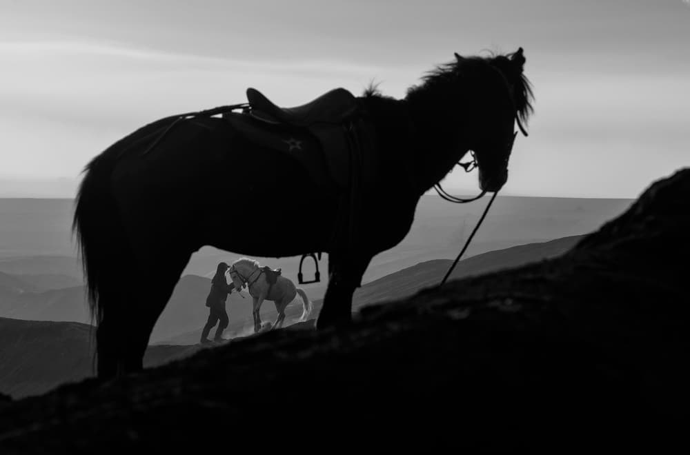 Mountain Horses At Dawn by Girdan Nasution — canvas wall art