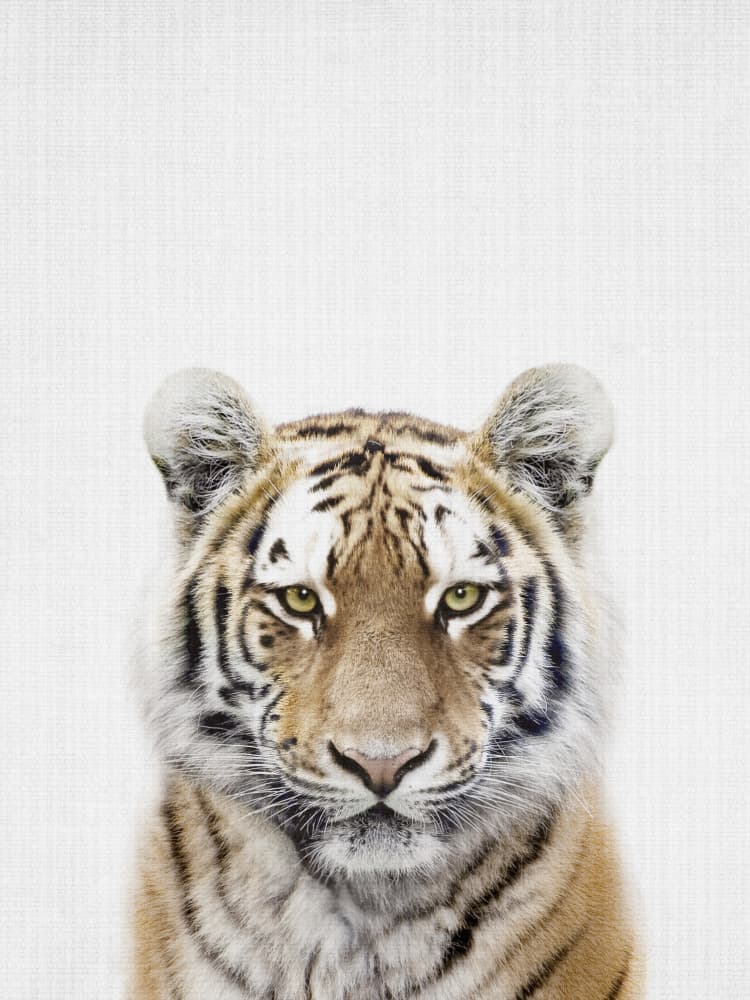 Young Tiger Gaze by Lila &amp; Lola — canvas wall art