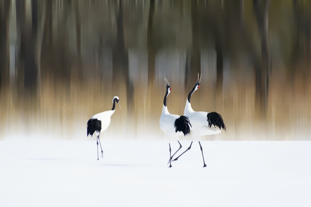 Dancing Winter Cranes by Ikuo Iga — canvas wall art