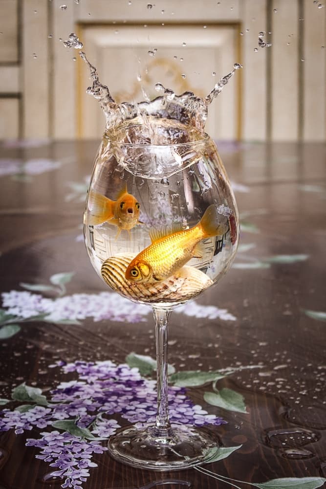 Goldfish Water Splash by Daraio Domenico — canvas wall art