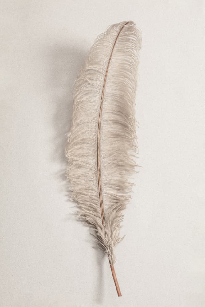 Delicate Light Feather by Old Artists Studio III — canvas wall art