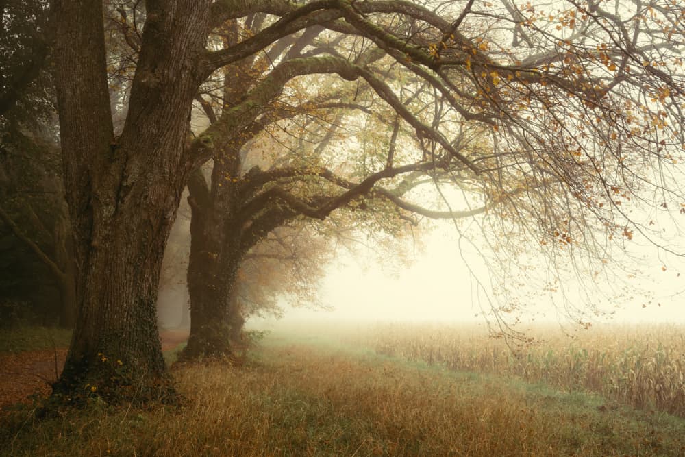 Foggy Autumn Trees by Ulrike Eisenmann — canvas wall art
