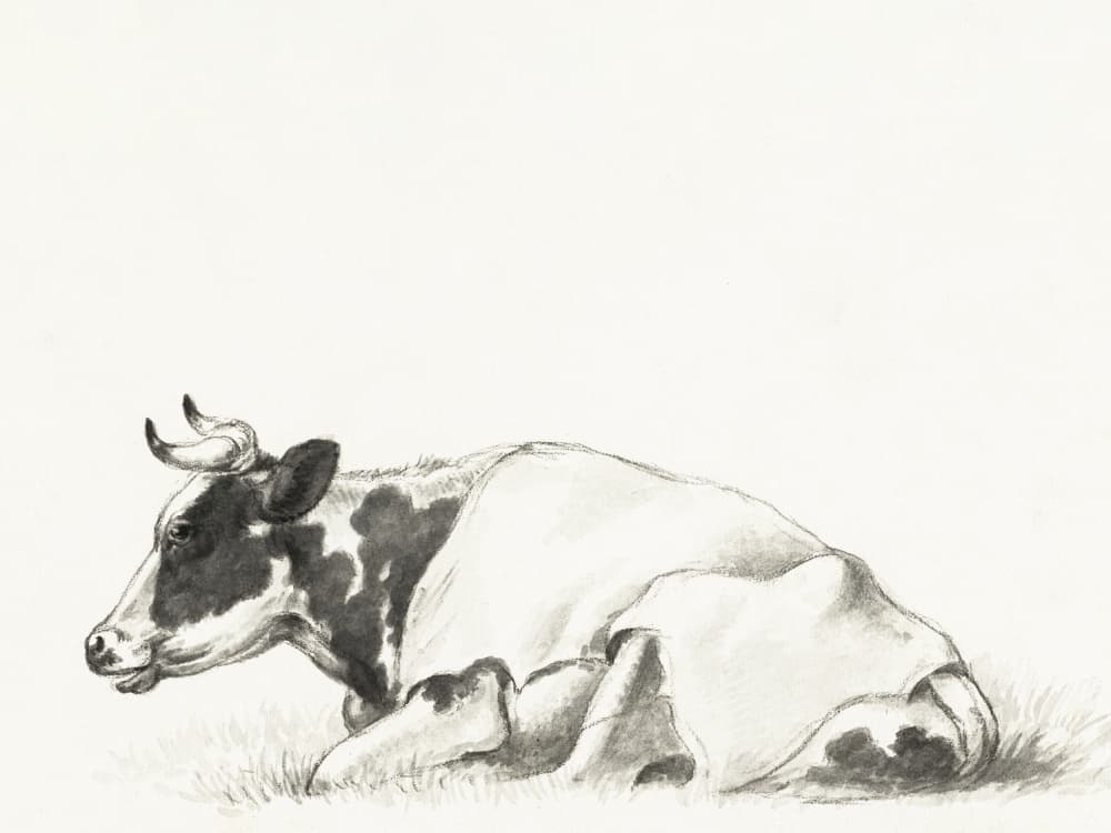 Lying Cow By Jean Bernard by Jean Bernard — canvas wall art
