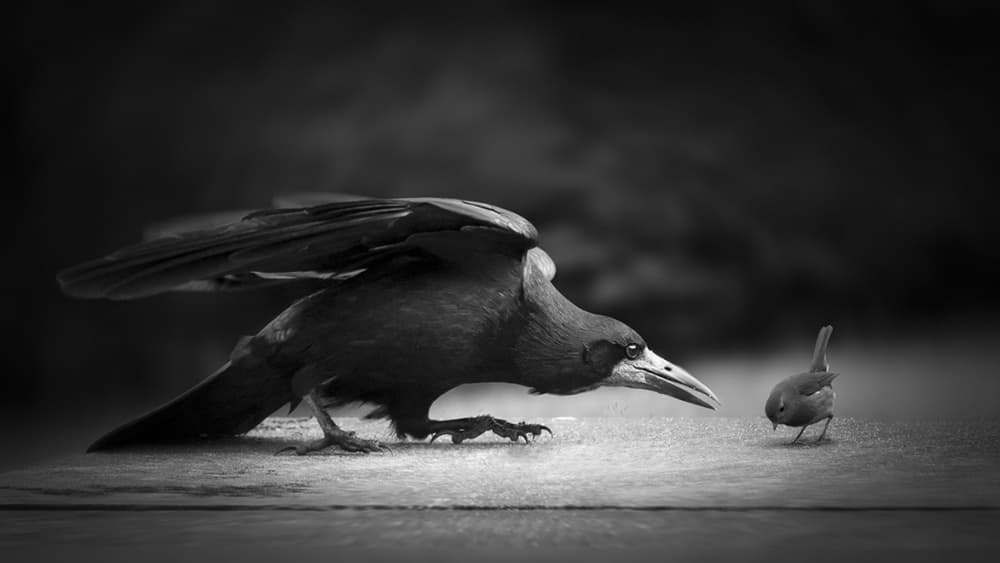 Intense Bird Encounter by Richard Bires — canvas wall art
