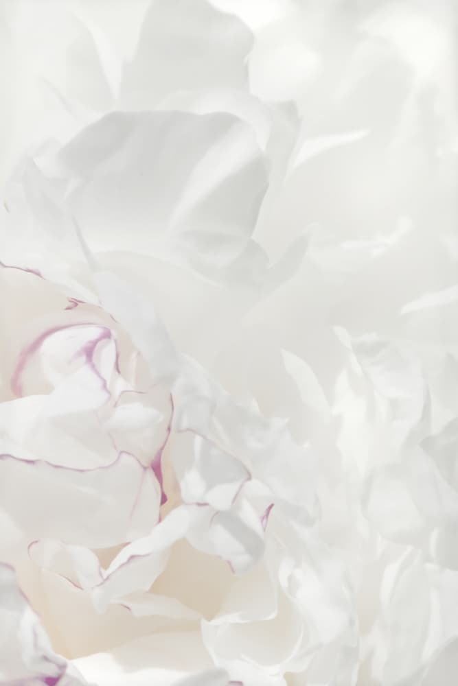Soft Peony Petals by Old Artists Studio III — canvas wall art