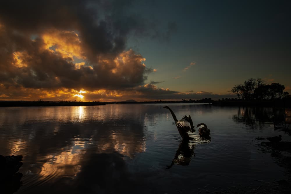 Swans in Golden Light by Zhaonian Zhou — canvas wall art