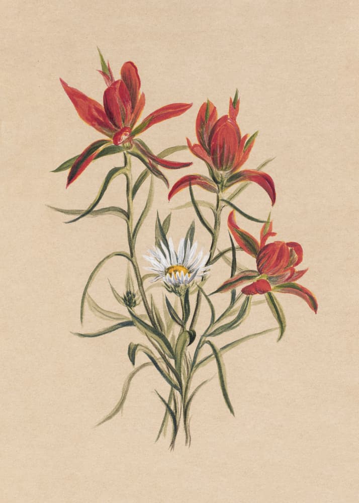 Indian Paintbrush (1883) by Mary Vaux Walcott — canvas wall art