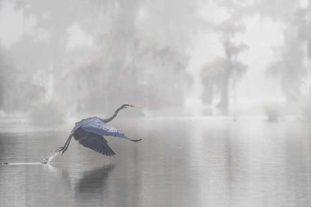 Misty Morning Heron by Roberto Marchegiani — canvas wall art