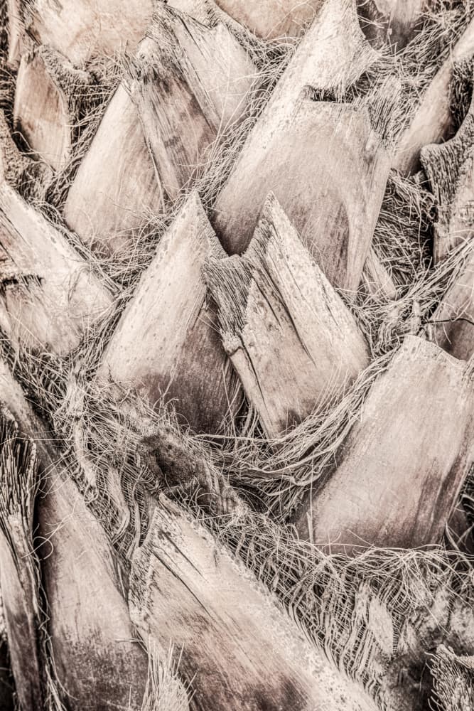 Rustic Palm Texture by Old Artists Studio III — canvas wall art