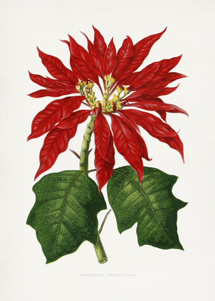 Poinsettia Pulcherrima Leaf Illustration by Les Plantes a Feuillage Colore — canvas wall art