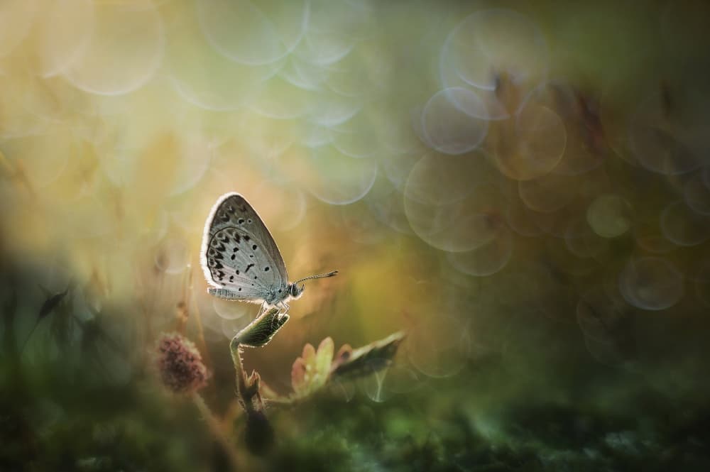 Butterfly Golden Glow by Girdan Nasution — canvas wall art