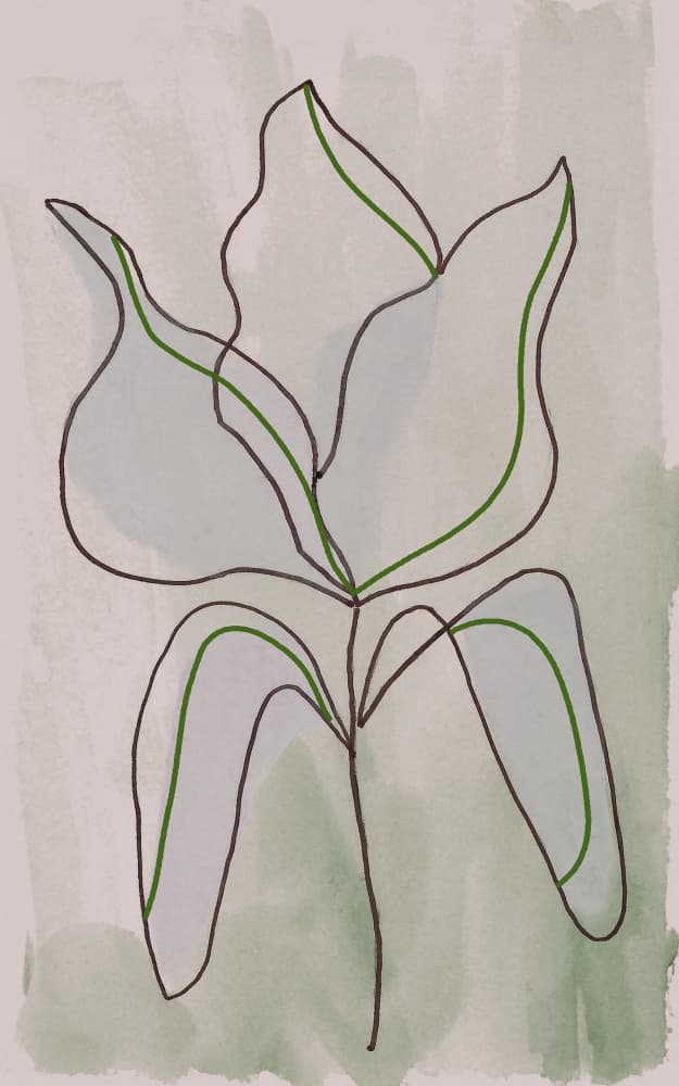 Minimalist Botanical Outline by Lori Ann Folz — canvas wall art