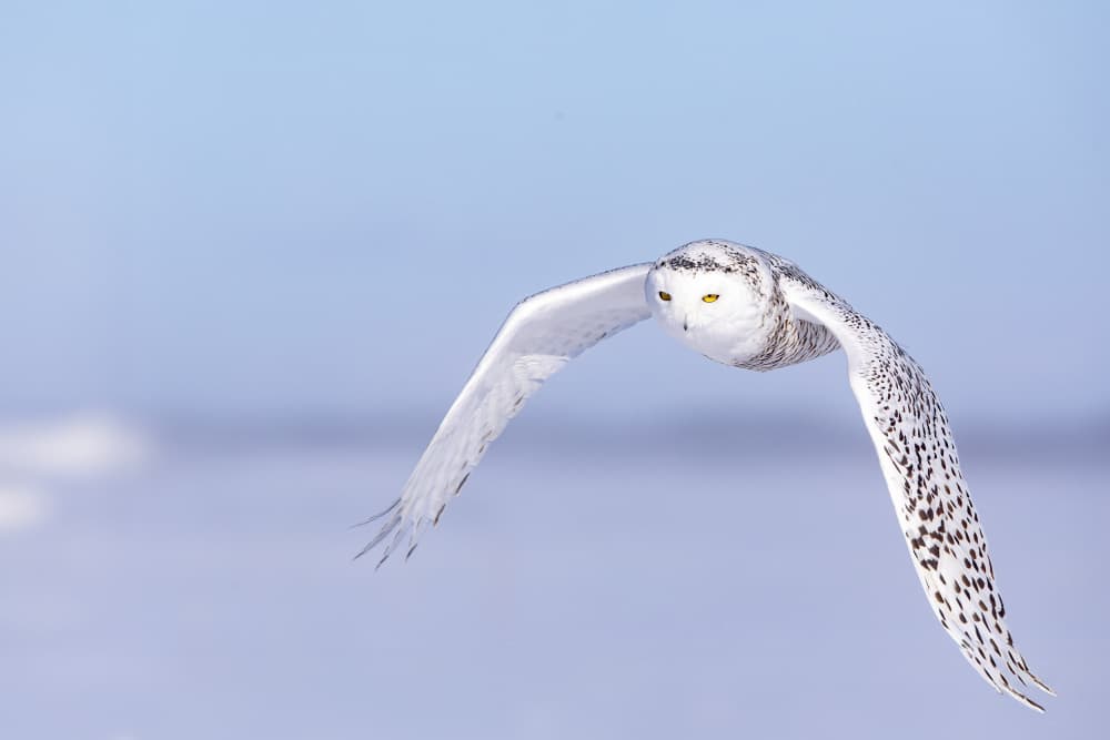 Snowy Owl In Flight by Alessandro Catta — canvas wall art
