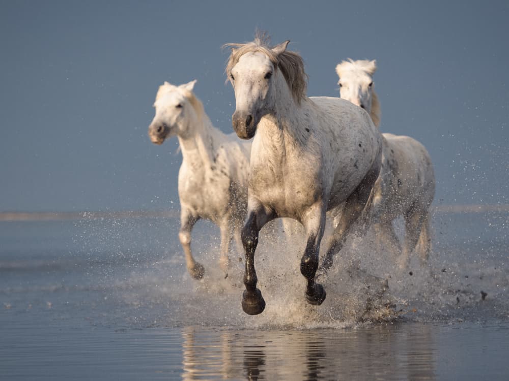 Camargue white horses by Rostovskiy Anton — canvas wall art