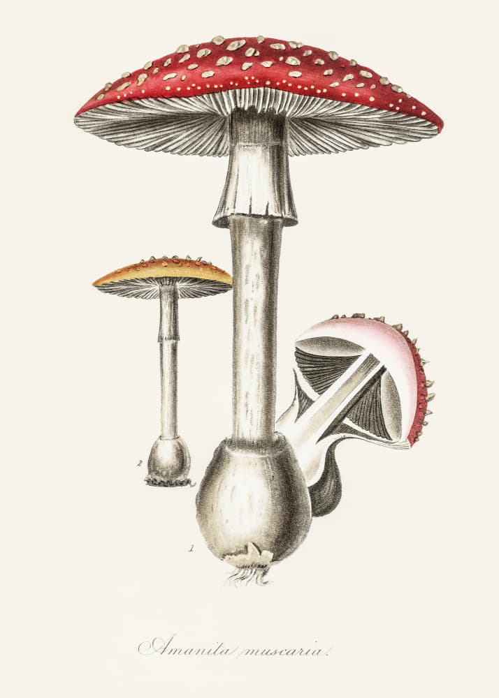 Amanita Muscaria Illustration. Medical Botany 1836 by John Stephenson and James Morss Churchill — canvas wall art