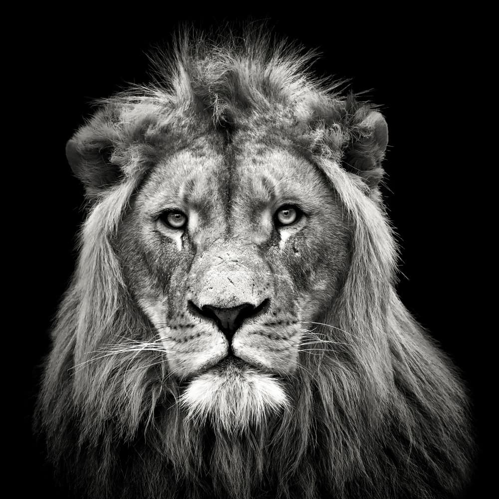 Majestic Lion Portrait by Christian Meermann — canvas wall art