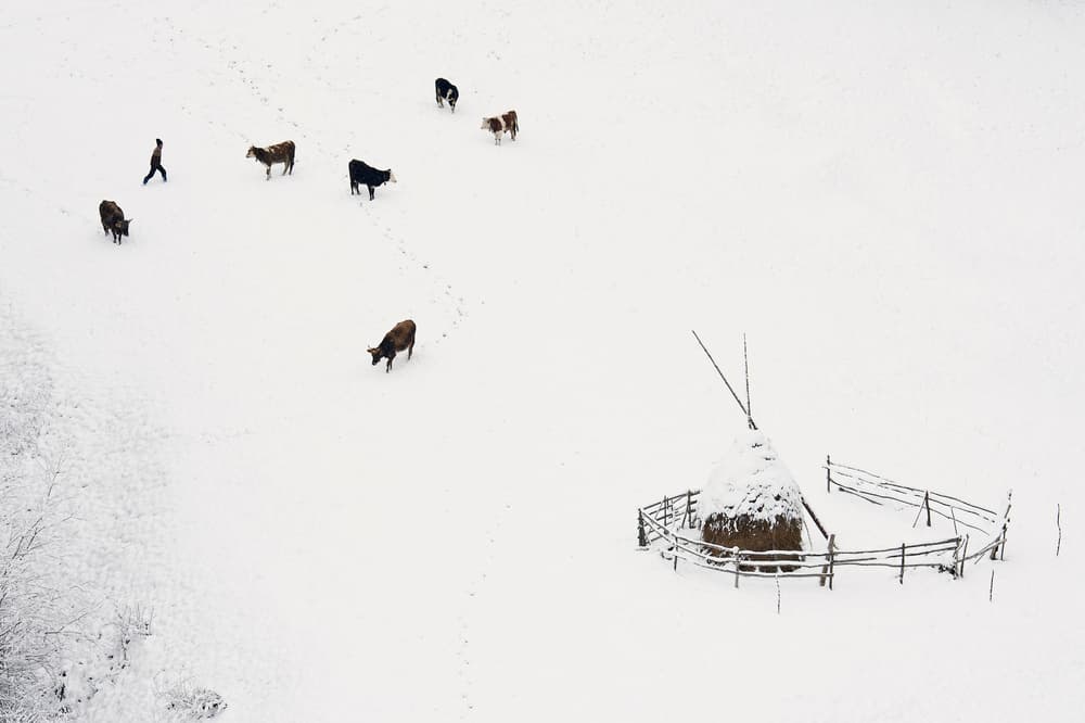 Cows on Snowy Pasture by Vlad Dumitrescu — canvas wall art