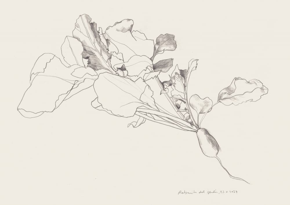 Radish Botanical Drawing by Catalina Somolinos — canvas wall art