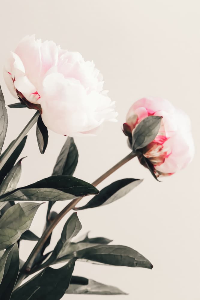Soft Pink Peonies by Old Artists Studio III — canvas wall art