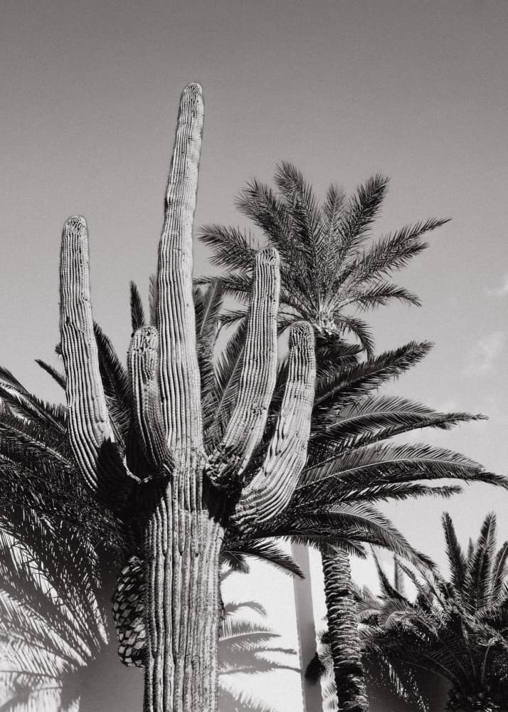 Saguaro and Palm Trees by Old Artists Studio III — canvas wall art