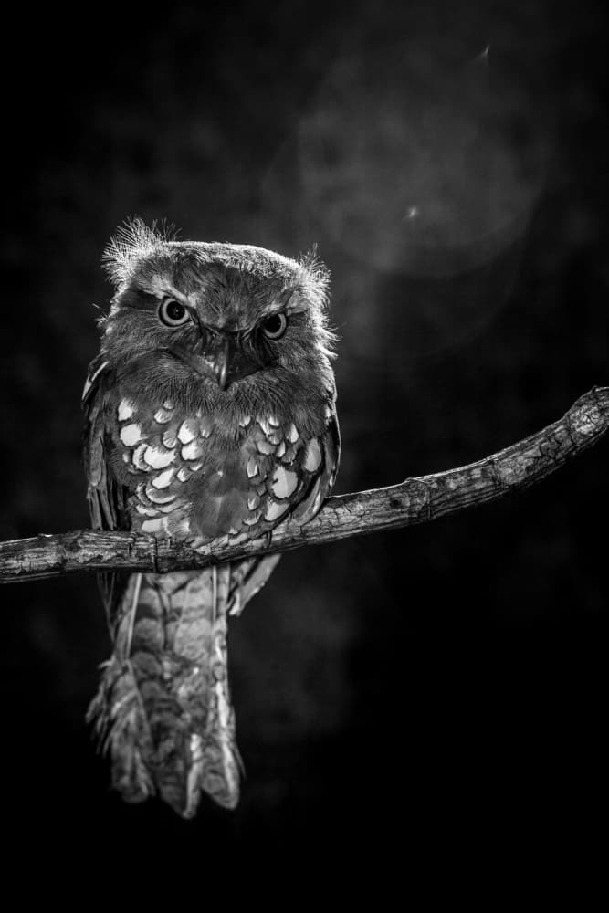 Intense Potoo Gaze by wilianto — canvas wall art
