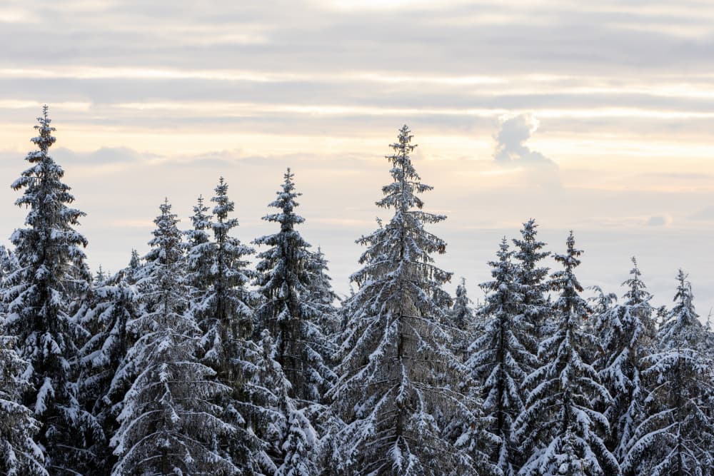 Snow Covered Trees 8 by Mareike Böhmer — canvas wall art