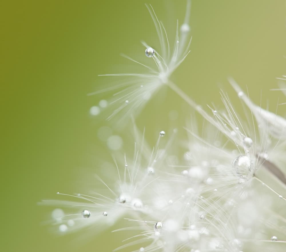 Dandelion Dew Drops by Hilde Ghesquiere — canvas wall art