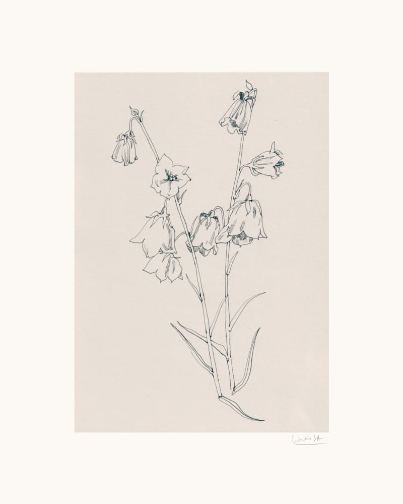 Delicate Bellflowers Drawing by Catalina Somolinos — canvas wall art