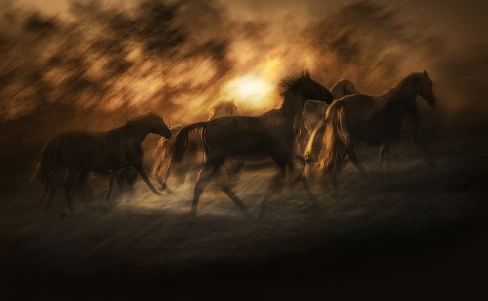 Golden Running Horses by Milan Malovrh — canvas wall art