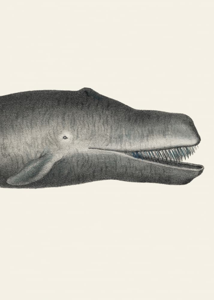 Whale Ii Tight Crop Handcolored Sealife Lithograph 1824 by Vintage Poster — canvas wall art