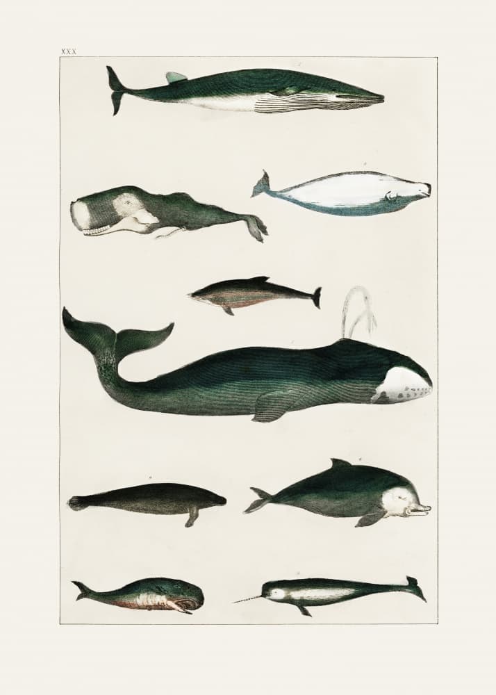 Vintage Whale Poster by Oliver Goldsmith — canvas wall art