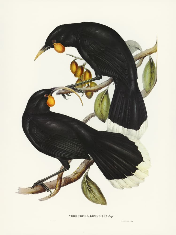 Gould's Neomorpha by Elizabeth and John Gould — canvas wall art