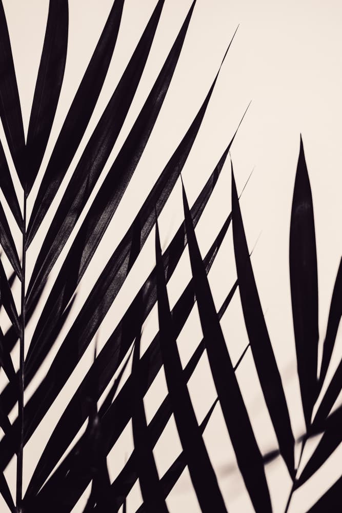 Tropical Shadow Play by Old Artists Studio III — canvas wall art