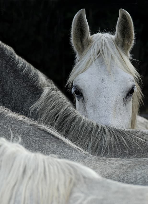 Curious Horse Peeking by Milan Malovrh — canvas wall art