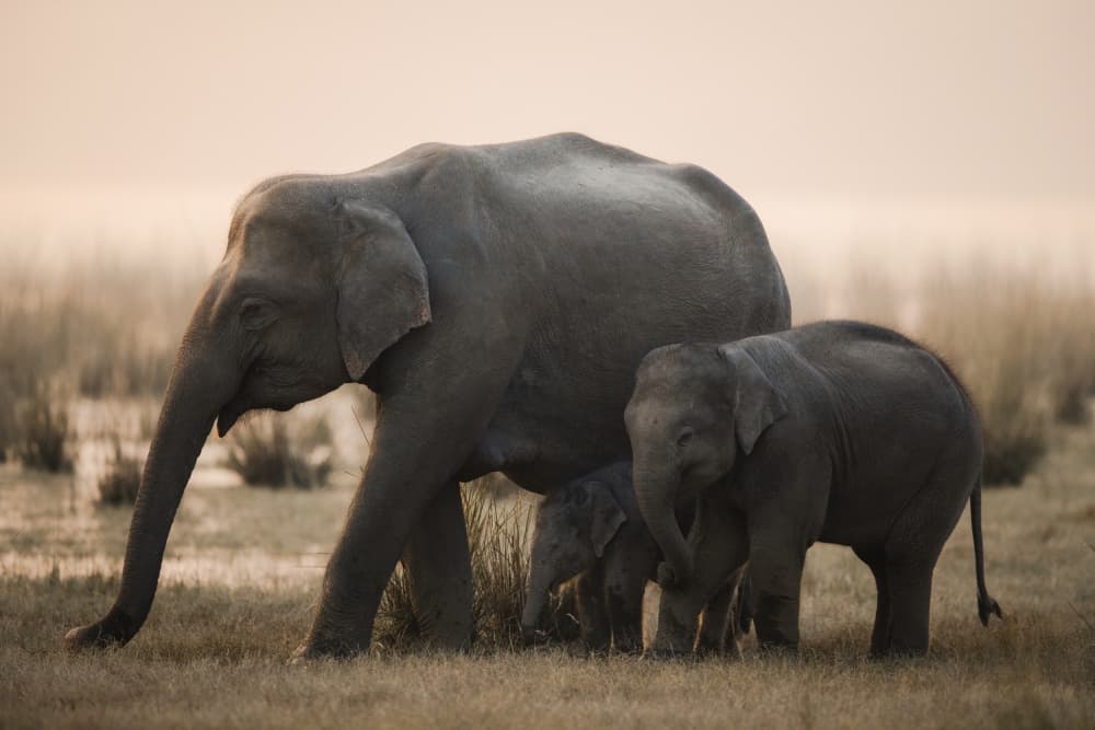 Serene Elephant Family by swapnil deshpande — canvas wall art