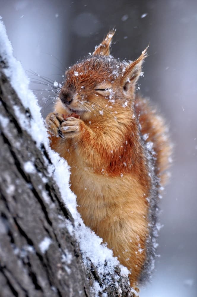 Happy Winter Squirrel by Ervin Kobakçi — canvas wall art