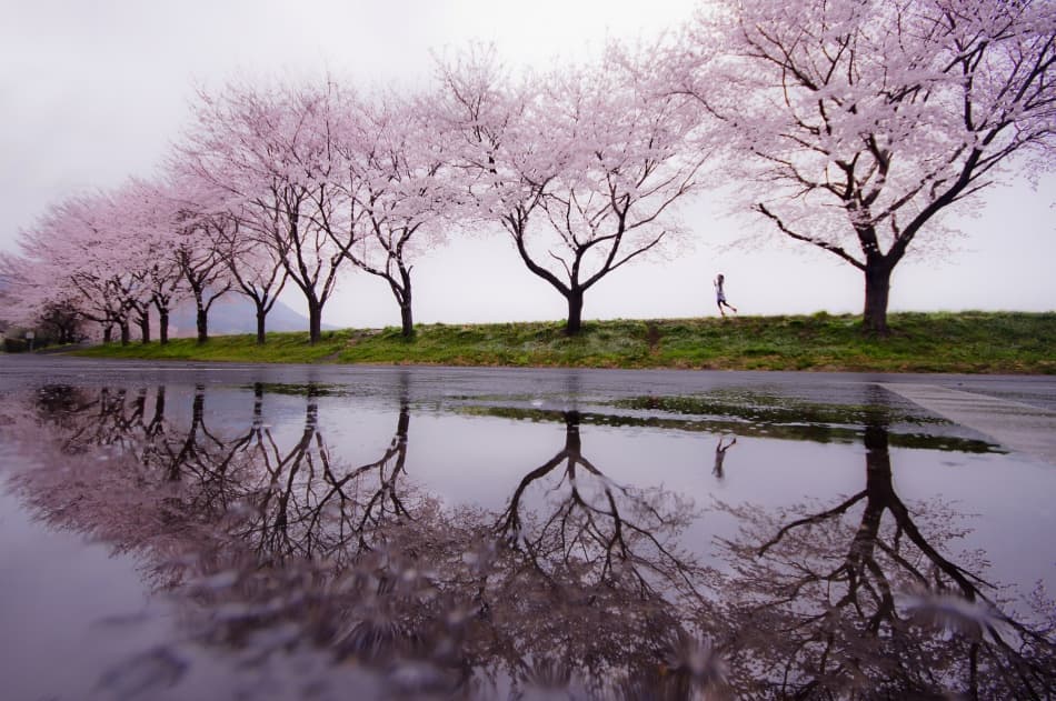 Cherry Blossom Run by Kouji Tomihisa — canvas wall art