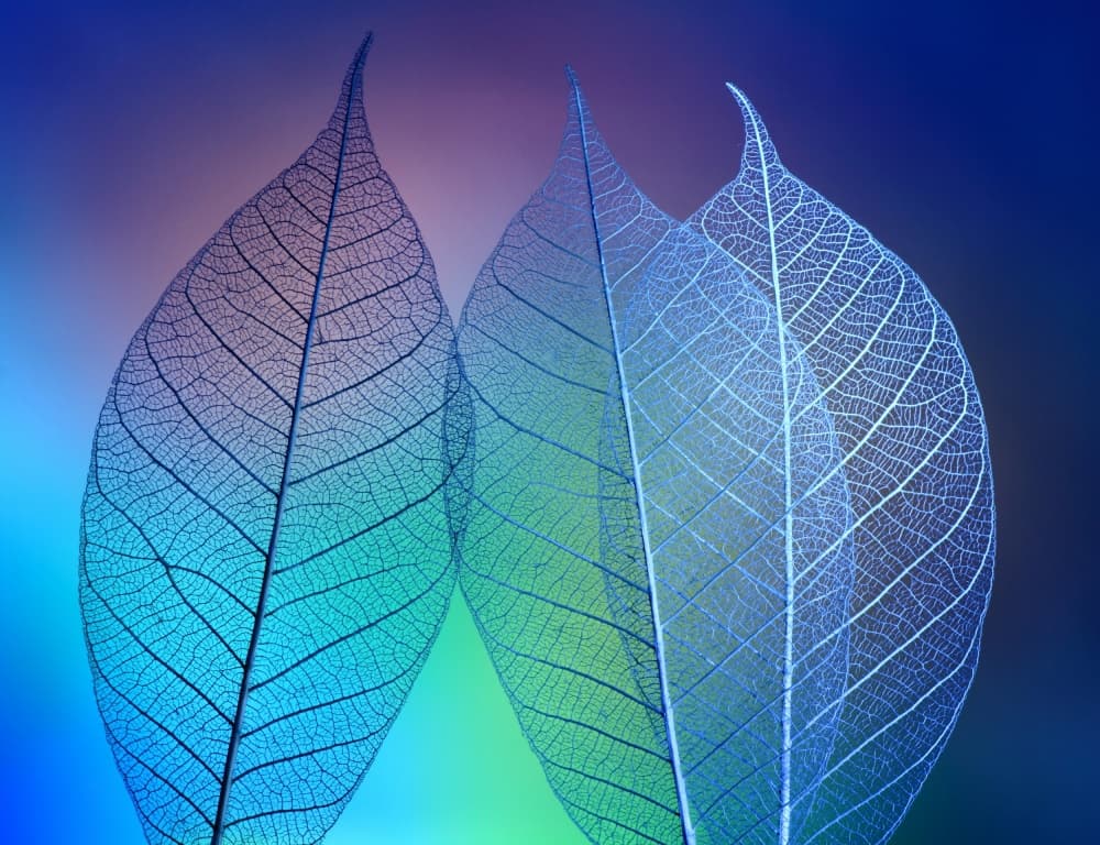 Vibrant Leaf Skeletons by Shihya Kowatari — canvas wall art