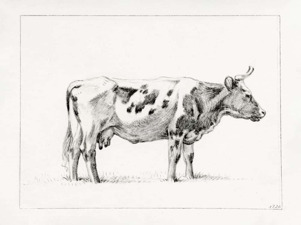 Standing Cow (1820) by Jean Bernard — canvas wall art