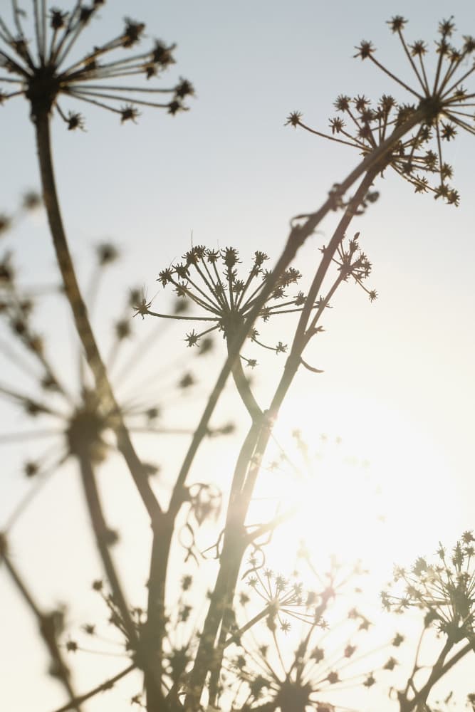 Botanical Sunlight Glow by Old Artists Studio III — canvas wall art