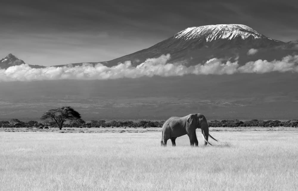 Majestic Kilimanjaro Elephant by Ibrahim Canakci — canvas wall art