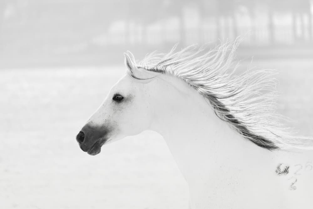 Graceful White Horse In Motion by Gu and Hongchao — canvas wall art