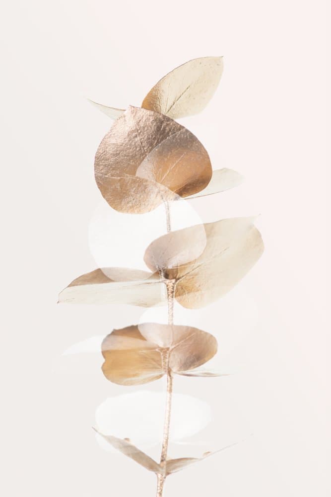 Golden Eucalyptus Branch by Old Artists Studio III — canvas wall art